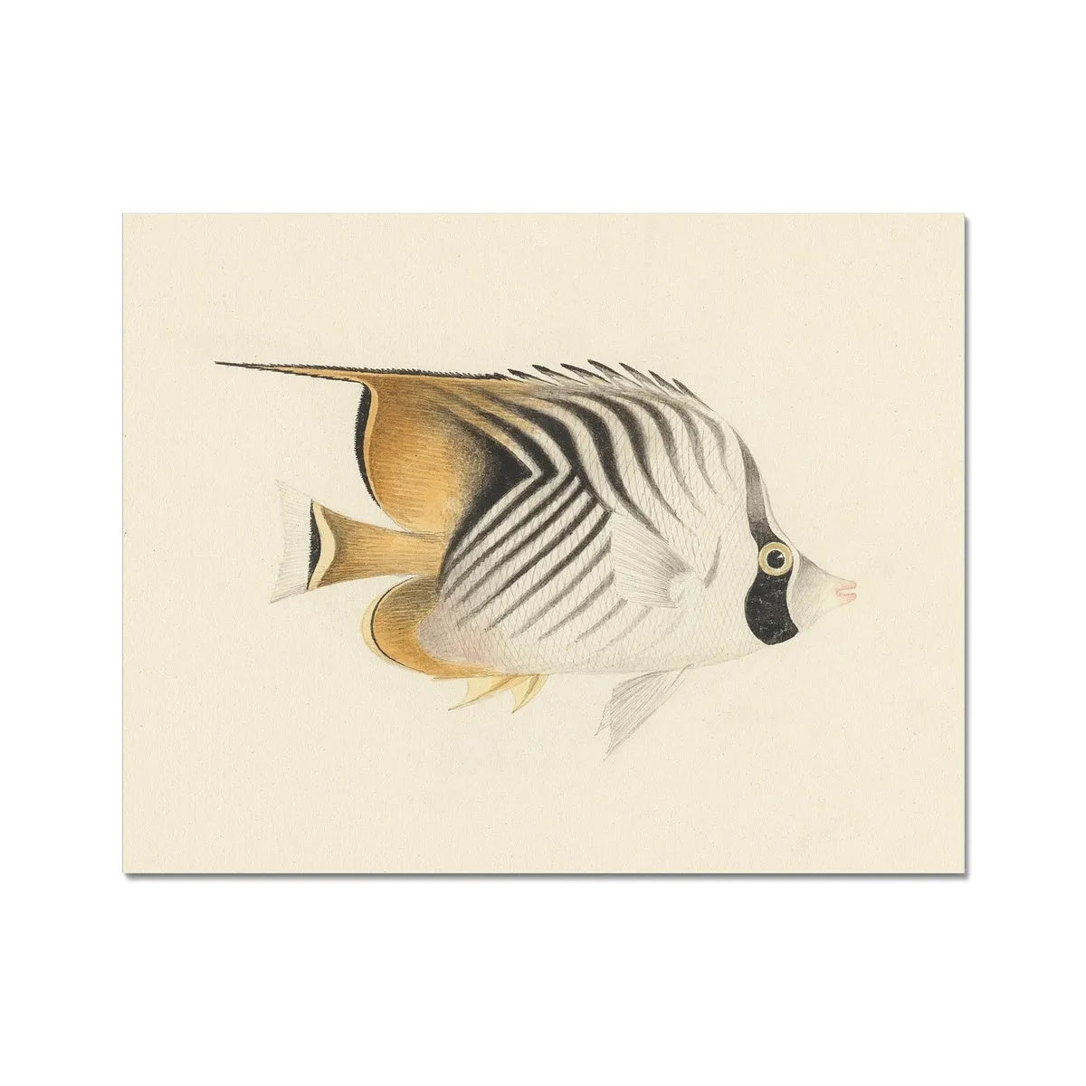 The Other Fish - Luigi Balugani Fine Art Print - 14’x11’ - Posters Prints & Visual Artwork - Aesthetic Art