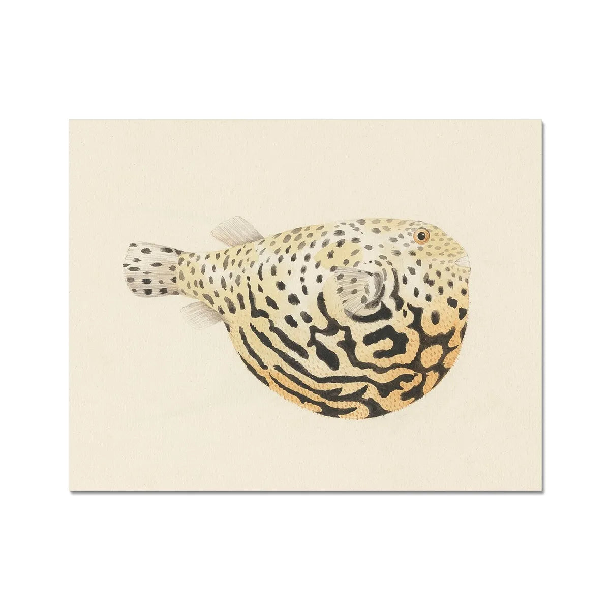 This Other Fish - Luigi Balugani Fine Art Print - 14’x11’ - Posters Prints & Visual Artwork - Aesthetic Art