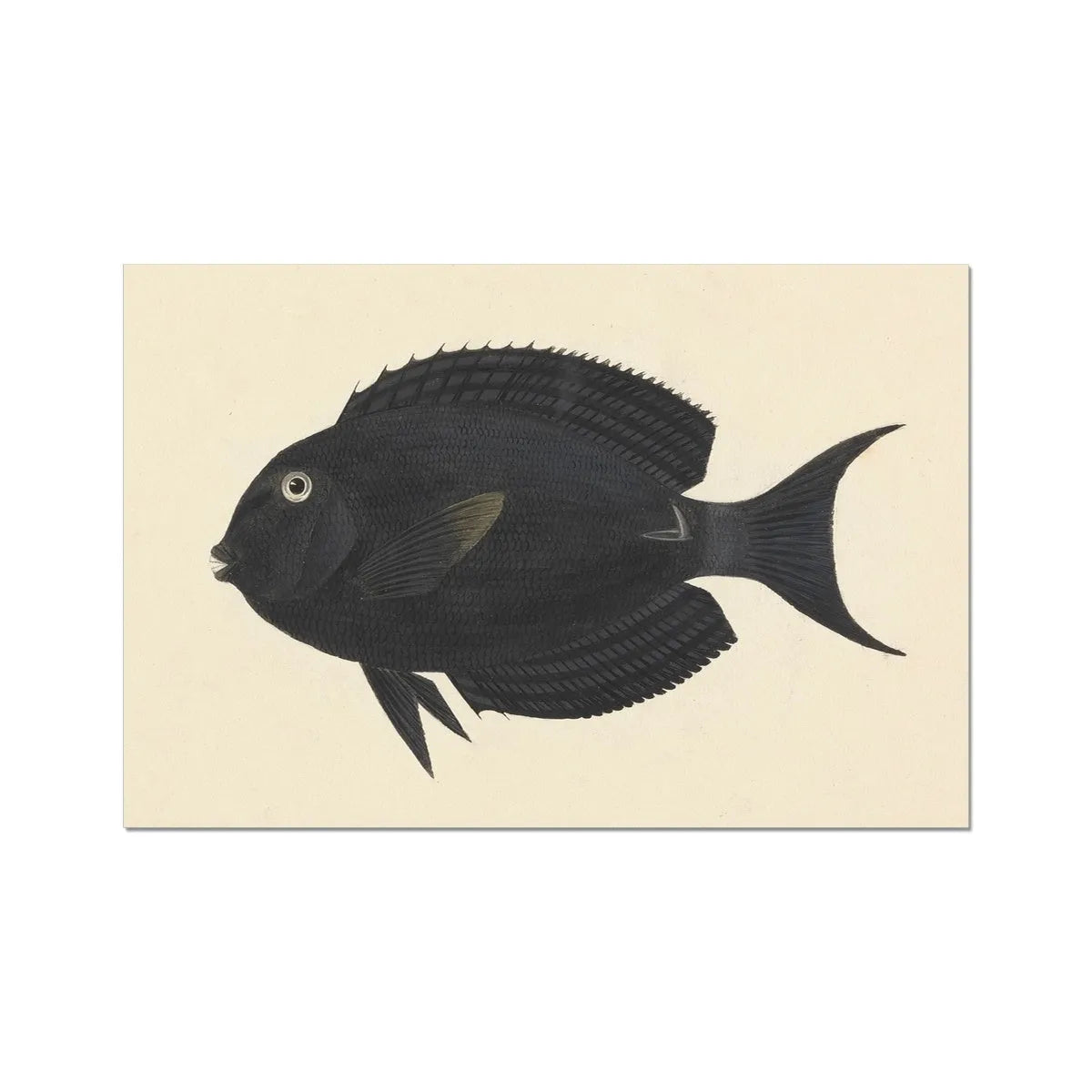The Other Other Fish - Luigi Balugani Fine Art Print - 24’x16’ - Posters Prints & Visual Artwork - Aesthetic Art