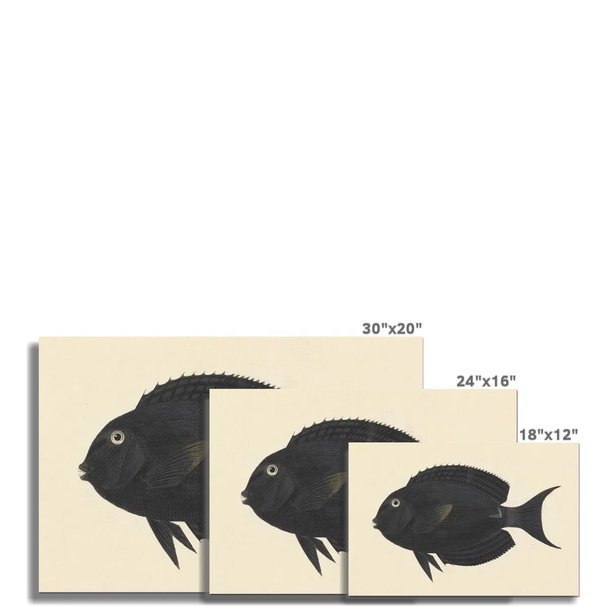 The Other Other Fish By Luigi Balugani Fine Art Print - Posters Prints & Visual Artwork - Aesthetic Art