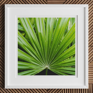 Peacocky - Koh Chang Palm Frond Art Print, 12x12’’ / 31x31cm / White Frame / 2’’ Matboard, Framed Print Vibrant Green Palm Leaf