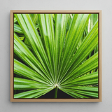 Peacocky - Koh Chang Palm Frond Art Print / Canvas, 12x12’’ / 31x31cm / Natural Frame, Posters Prints & Visual Artwork, Toby Leon