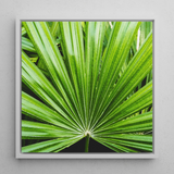 Peacocky - Koh Chang Palm Frond Art Print / Canvas, 12x12’’ / 31x31cm / White Frame, Posters Prints & Visual Artwork, Toby Leon