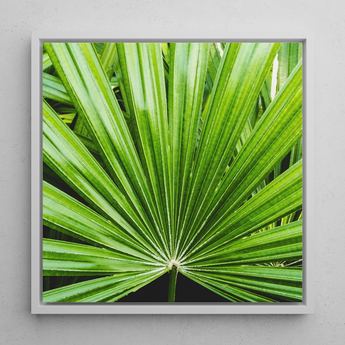 Peacocky - Koh Chang Palm Frond Art Print / Canvas, 12x12’’ / 31x31cm / White Frame, Posters Prints & Visual Artwork, Toby Leon