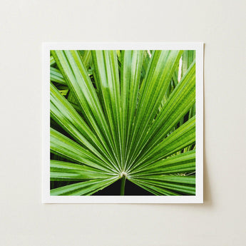 Peacocky - Koh Chang Palm Frond Art Print / Canvas Square-framed Vibrant Green Leaf Slender Fronds Thailand’s Emerald Oasis, Photography