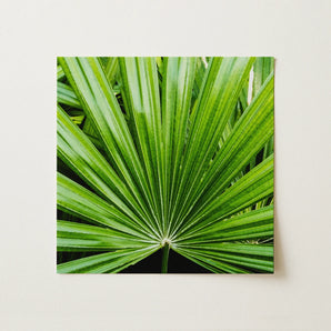 Peacocky - Koh Chang Palm Frond Art Print / Canvas, Thailand’s Emerald Oasis, Koh Chang Palm, Palm Frond Photography