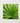 Vibrant Green Palm Leaf Printed Square Canvas Thailand’s Emerald Oasis, Koh Chang, Frond Photography