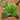 Vibrant Green Palm Leaf Print Square Cork Tile Thailand’s Emerald Oasis, Koh Chang, Frond Photography
