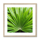 Peacocky - Koh Chang Palm Frond Art Print Posters Prints & Visual Artwork