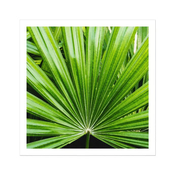 Peacocky - Koh Chang Palm Frond Art Print, Vibrant Green Palm Frond Blade-like Leaves