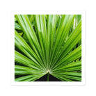 Peacocky - Koh Chang Palm Frond Art Print Posters Prints & Visual Artwork