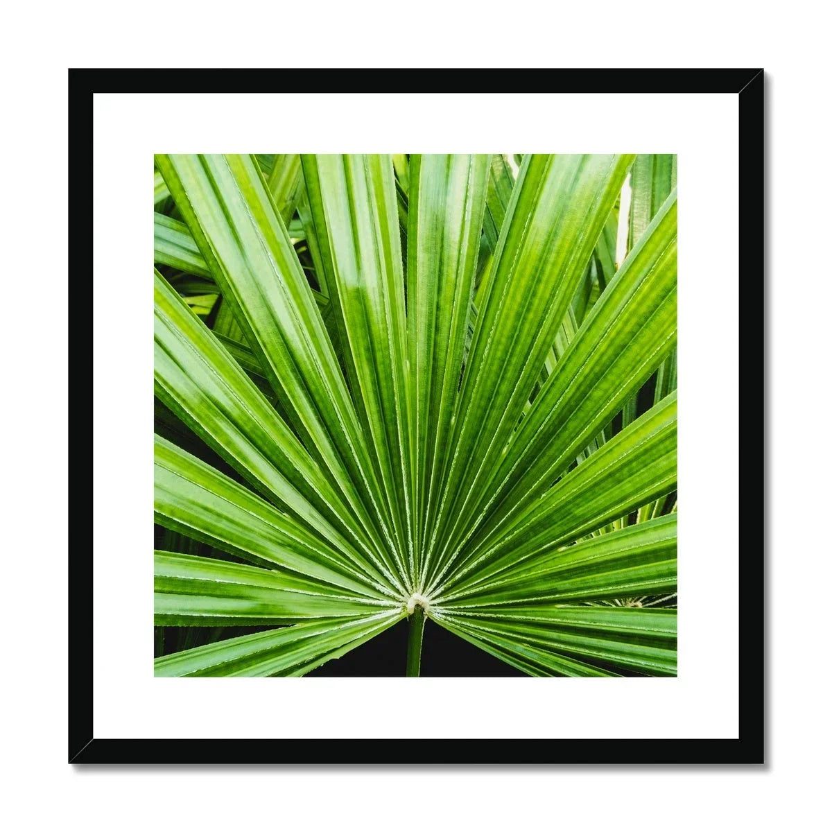 Peacocky - Koh Chang Palm Frond Art Print Posters Prints & Visual Artwork