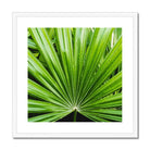 Peacocky - Koh Chang Palm Frond Art Print Posters Prints & Visual Artwork