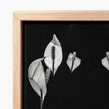 Black-and-white Canvas Print Elegant Peace Lily Flowers Light Koh Chang Rorschach, Lilies Metamorphose, Monochromatic Phantasmagoria