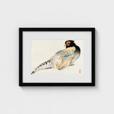 Peregrine Falcon - Kono Bairei Meiji Era Bird Art Print / Canvas Kōno Bairei’s, Gakan, Meiji-era Japan Prints