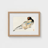 Peregrine Falcon - Kono Bairei Meiji Era Bird Art Print / Canvas Kōno Bairei’s, Gakan, Meiji-era Japan Prints