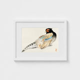Peregrine Falcon - Kono Bairei Meiji Era Bird Art Print / Canvas Kōno Bairei’s, Gakan, Meiji-era Japan Prints