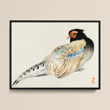 Peregrine Falcon - Kōno Bairei Meiji Era Bird Art Print / Canvas, 16x12’’ / 41x31cm / Black Frame, Posters Prints & Visual Artwork, Toby