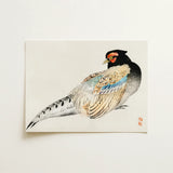 Peregrine Falcon - Kōno Bairei Meiji Era Bird Art Print / Canvas, 16x12’’ / 41x31cm / Unframed / no Border, Posters Prints & Visual