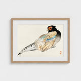 Peregrine Falcon - Kono Bairei Meiji Era Bird Art Print / Canvas Kōno Bairei’s, Gakan, Meiji-era Japan Prints