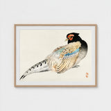 Peregrine Falcon - Kono Bairei Meiji Era Bird Art Print / Canvas Kōno Bairei’s, Gakan, Meiji-era Japan Prints