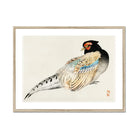 Peregrine Falcon Kōno Bairei Meiji Era Bird Art Print, Colorful Pheasant Black Head White Feathers Blue Markings