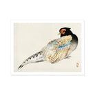 Peregrine Falcon Kōno Bairei Meiji Era Bird Art Print, Japanese Style Watercolor Painting Pheasant Gray Blue Cream Colored Feathers
