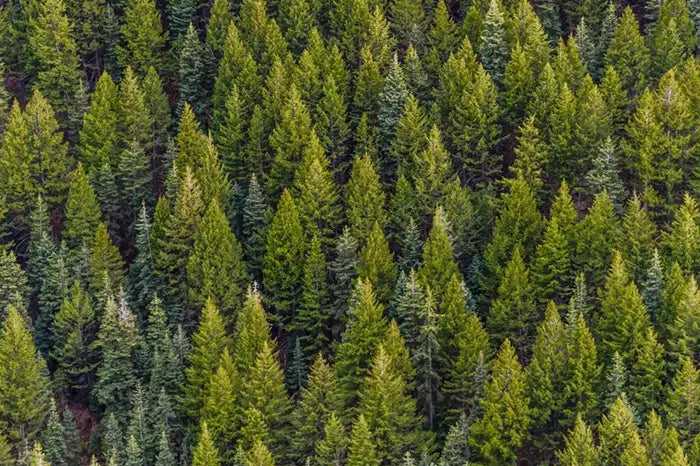 Dense evergreen forest with rows of coniferous trees