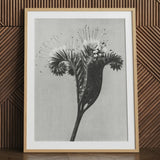 Phacelia Tanacetifolia (phacélie à feuilles de tanaisie) - Impression d'art de Karl Blossfeldt, 24x32’’ / 61x81cm / Cadre naturel / Passe-partout de 2’’, Affiches Impressions &