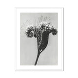 Phacelia Tanacetifolia (lacy Phacelia) - Karl Blossfeldt Art Print, Black White Photograph Dandelion Stem