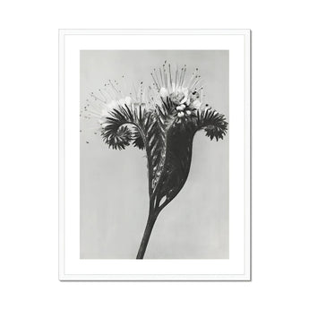 Phacelia Tanacetifolia (lacy Phacelia) - Karl Blossfeldt Art Print, Black White Photograph Dandelion Stem