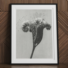 Phacelia Tanacetifolia (lacy Phacelia) - Karl Blossfeldt Art Print