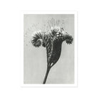 Phacelia Tanacetifolia (lacy Phacelia) - Karl Blossfeldt Art Print, Black White Photograph Dandelion Seed Head