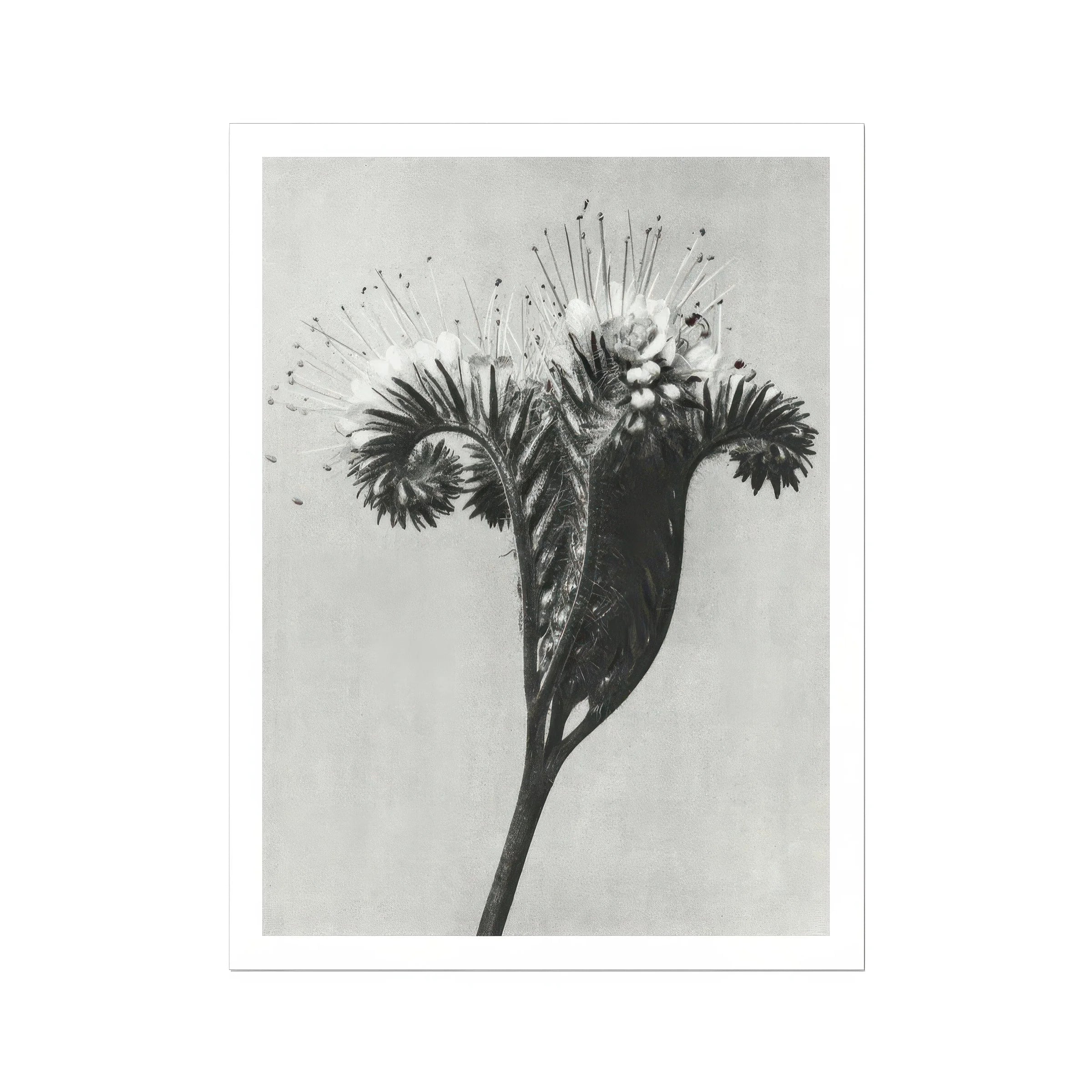 Phacelia Tanacetifolia (lacy Phacelia) - Karl Blossfeldt Art Print, Black White Photograph Dandelion Seed Head