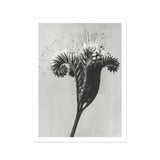 Phacelia Tanacetifolia (lacy Phacelia) - Karl Blossfeldt Art Print, Black White Photograph Dandelion Seed Head