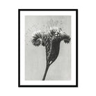 Phacelia Tanacetifolia (lacy Phacelia) - Karl Blossfeldt Art Print