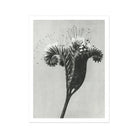 Phacelia Tanacetifolia (lacy Phacelia) - Karl Blossfeldt Art Print Posters Prints & Visual Artwork