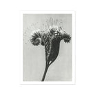 Phacelia Tanacetifolia (lacy Phacelia) - Karl Blossfeldt Art Print