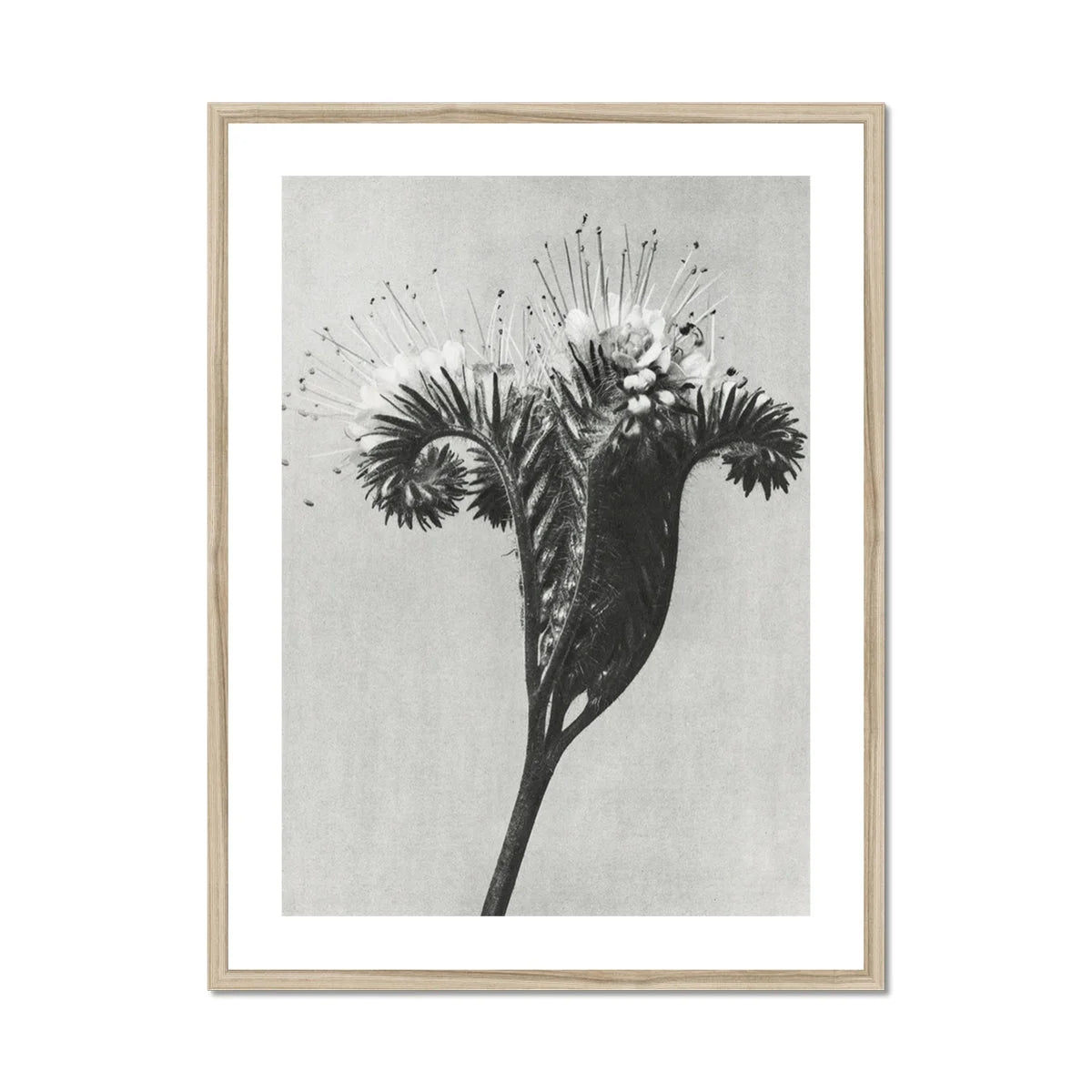 Phacelia Tanacetifolia (lacy Phacelia) - Karl Blossfeldt Art Print