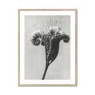 Phacelia Tanacetifolia (lacy Phacelia) - Karl Blossfeldt Art Print