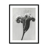 Phacelia Tanacetifolia (lacy Phacelia) - Karl Blossfeldt Art Print, Black White Photograph Dandelion Stem