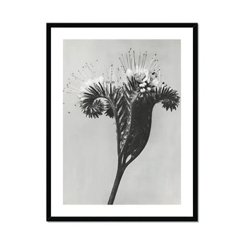 Phacelia Tanacetifolia (lacy Phacelia) - Karl Blossfeldt Art Print, Black White Photograph Dandelion Stem