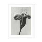 Phacelia Tanacetifolia (lacy Phacelia) - Karl Blossfeldt Art Print