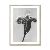 Phacelia Tanacetifolia (lacy Phacelia) - Karl Blossfeldt Art Print, Black White Photograph Dandelion Stem