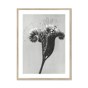 Phacelia Tanacetifolia (lacy Phacelia) - Karl Blossfeldt Art Print, Black White Photograph Dandelion Stem