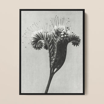Phacelia Tanacetifolia (lacy Phacelia) - Karl Blossfeldt Art Print / Canvas, 12x16’’ / 31x41cm / Black Frame, Posters Prints & Visual