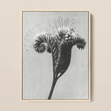 Phacelia Tanacetifolia (lacy Phacelia) - Karl Blossfeldt Art Print / Canvas, 12x16’’ / 31x41cm / Natural Frame, Posters Prints & Visual