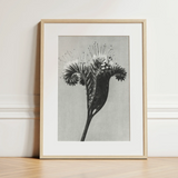 Phacelia Tanacetifolia (lacy Phacelia) - Karl Blossfeldt Art Print / Canvas, 12x16’’ / 31x41cm / Natural Frame / Matboard, Posters Prints &