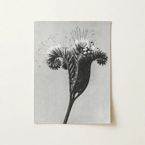 Phacelia Tanacetifolia (lacy Phacelia) - Karl Blossfeldt Art Print / Canvas, 12x16’’ / 31x41cm / Unframed / no Border, Posters Prints &