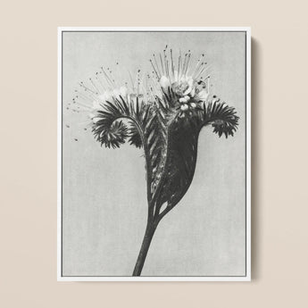 Phacelia Tanacetifolia (lacy Phacelia) - Karl Blossfeldt Art Print / Canvas, 12x16’’ / 31x41cm / White Frame, Posters Prints & Visual